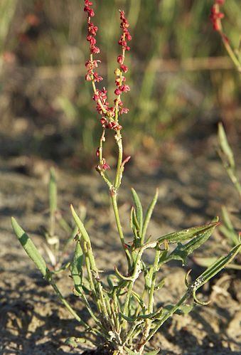 Rumex acetosella